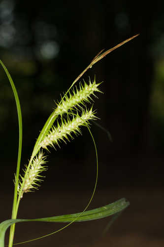 Carex gigantea #14